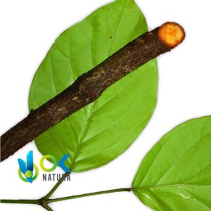 CLAVO HUASCA POWDER / 200gr at 1kg - ( Tynnanthus Panurensis) 100% Pure Natural and Organic BARK