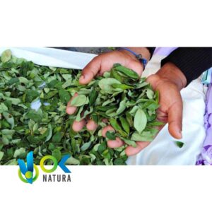 Feuilles De Coca / 30Gr À 2Kg / - (Erythroxylum Coca) Poudre - Thé Coca – Image 4