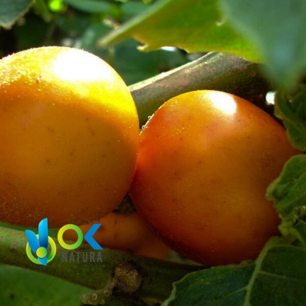 Cocona Powder / 200Gr Bei 2Kg - (Solanum Sessiliflorum) - Kräuter Pulverisiert 100% Natürliche Wurzel