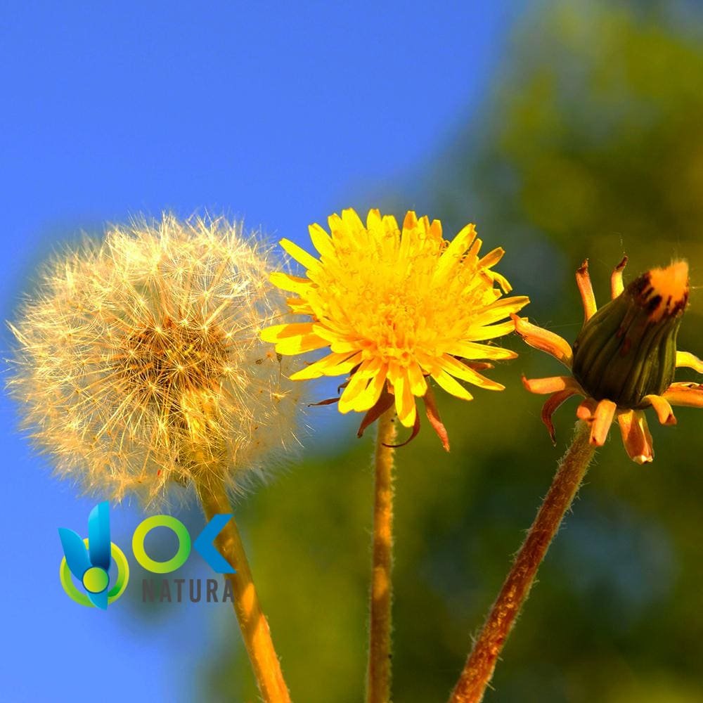 DANDELION EM PÓ / 200gr a 2kg - (Taraxacum Officinale) - Ervas em Pó 100% Natural PLANTA INTEIRA