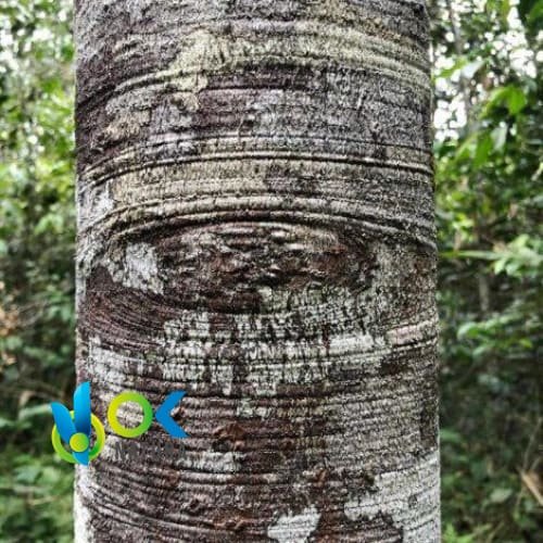 Eop - Olio Essenziale Di Palo Rosa - (Tipuana Tipu)