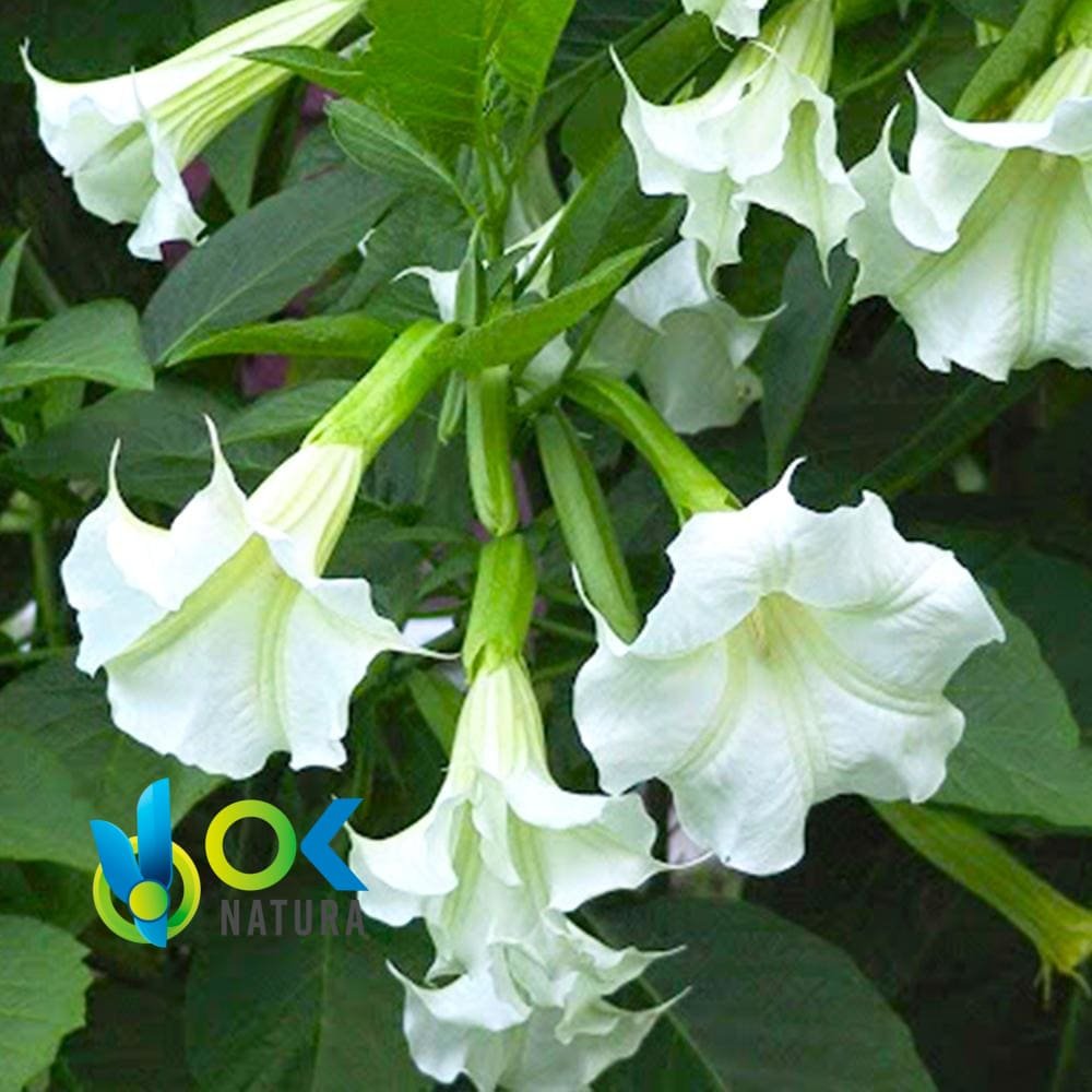 Floripondio Toe Powder / 200Gr À 1Kg - (Brugmansia Suaveolens) 100% Pure Natural And Organic Leaf