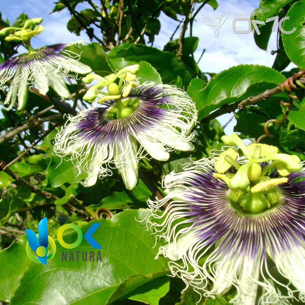 PASTA DI GRANADILLA / 10gr a 1kg / - (Passiflora Ligularis) Estratto in pasta puro al 100%.