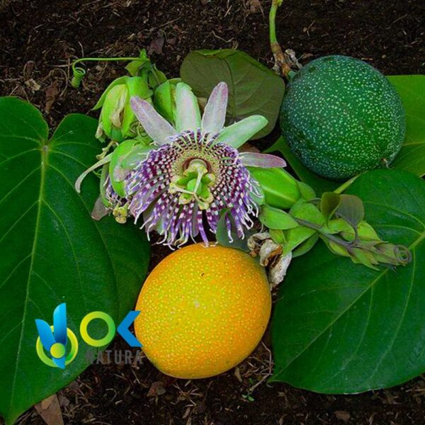 GRANADILLA IN POLVERE / 200gr a 2kg - (Passiflora Ligularis) - Erbe in polvere 100% naturali PIANTA INTERA 1 Granadilla In Polvere / 200Gr A 2Kg - (Passiflora Ligularis) - Erbe In Polvere 100% Naturali Pianta Intera