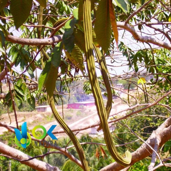 GUABA POWDER / 200gr at 2kg - (Inga Edulis) - 100%天然草本植物叶粉 1 Guaba Powder / 200Gr At 2Kg - (Inga Edulis) - 100%天然草本植物叶粉