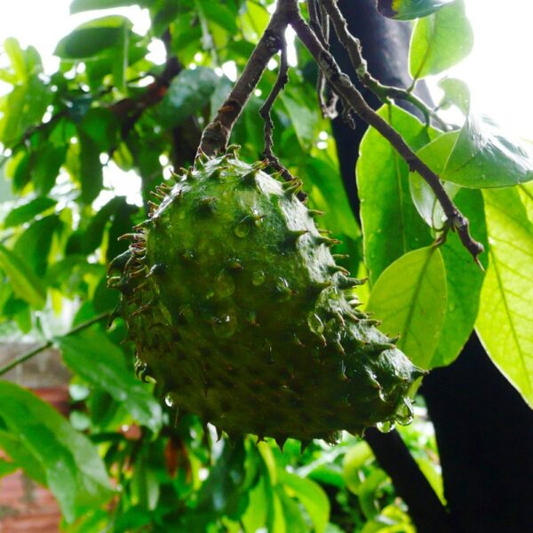 PASTA DE GUANABANA / 10gr a 1kg / - (Annona Muricata) 100% Puro Extrato em Pasta 2 Pasta De Guanabana / 10Gr A 1Kg / - (Annona Muricata) 100% Puro Extrato Em Pasta
