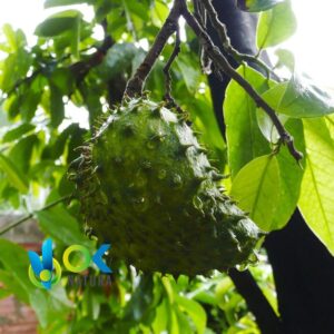 Guanabana En Polvo / 200Gr A 2Kg - (Annona Muricata) - Hierbas En Polvo 100% Natural Hojas - Imagen 2