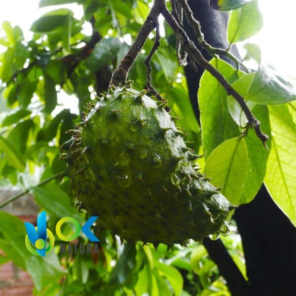 Guanabana En Polvo / 200Gr A 2Kg - (Annona Muricata) - Hierbas En Polvo 100% Natural Hojas