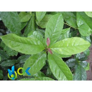 Ilex Guayusa Paste / 10Gr At 1Kg - Powerful Energy Drink - 100% Pure Paste Extract - Image 4