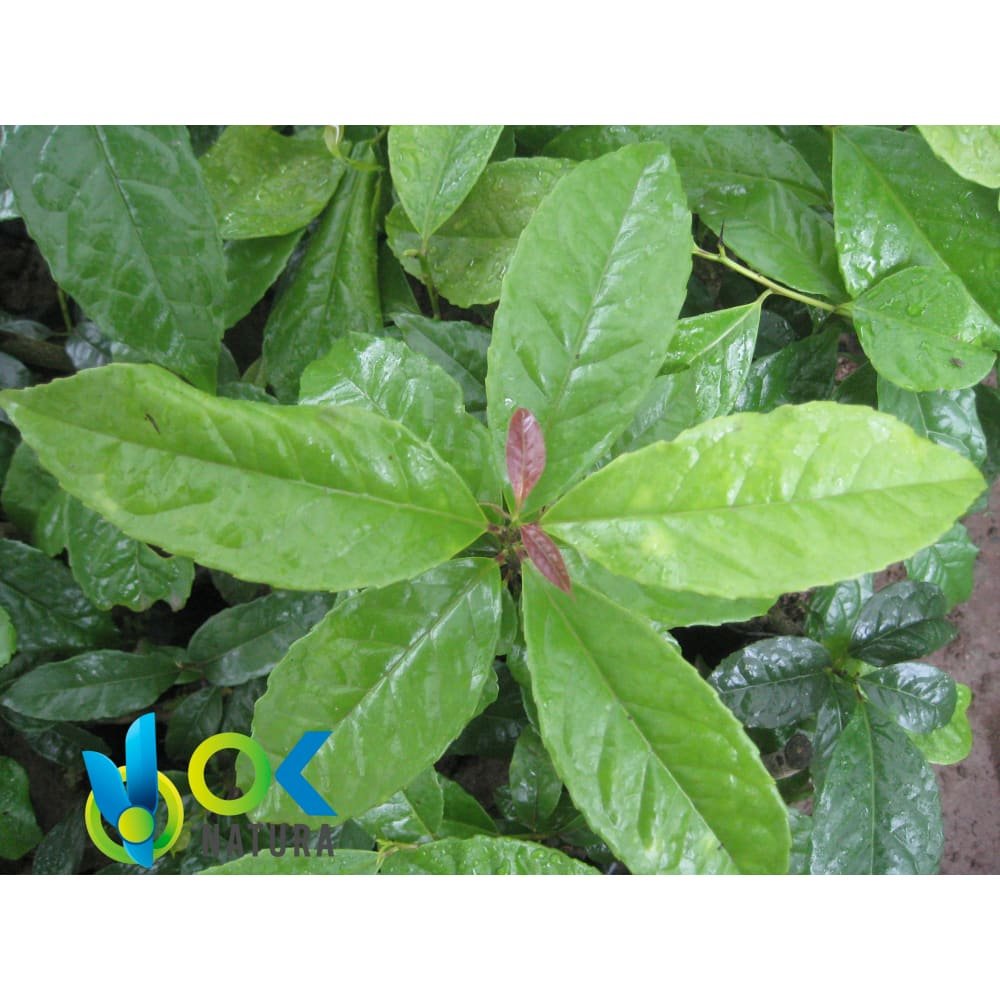 Ilex Guayusa Paste / 10Gr At 1Kg - Powerful Energy Drink - 100% Pure Paste Extract