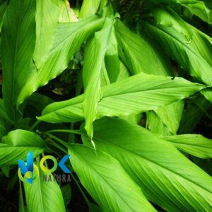 GUISADOR ou CURCUMA EN POUDRE / 200gr à 2kg - (Curcuma Longa) - Herbes en poudre 100% naturelles RACINES