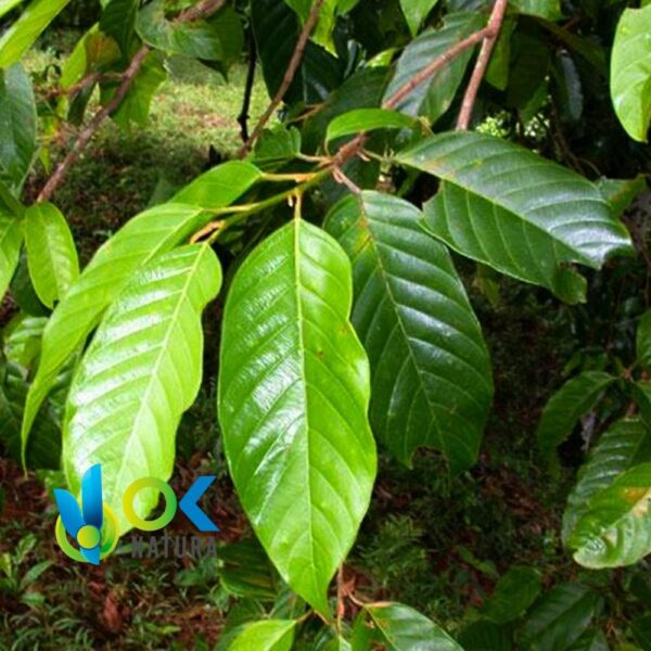 Huacapu Polvo / 200Gr A 2Kg - (Minquartia Guianensis) - Hierbas En Polvo 100% Natural Bark