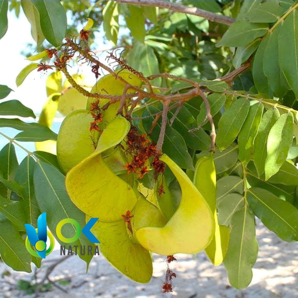 HUACAPURANA PASTE / 10gr a 1kg / - (Campsiandra Angustifolia) 100% Puro Extrato em Pasta