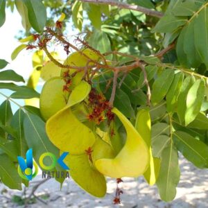 HUACAPURANA POWDER / 200gr at 2kg - (Campsiandra Angustifolia) - Herbs Powdered 100% Natural BARK