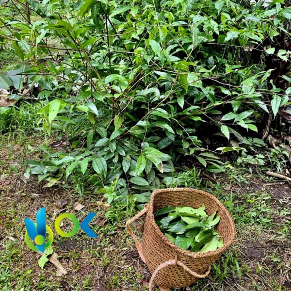 HUAMBISA - Chagropanga em PÓ / 200gr a 1kg - (Diplopterys Cabrerana) 100% Puro Natural e Orgânico 2 Huambisa - Chagropanga Em Pó / 200Gr A 1Kg - (Diplopterys Cabrerana) 100% Puro Natural E Orgânico