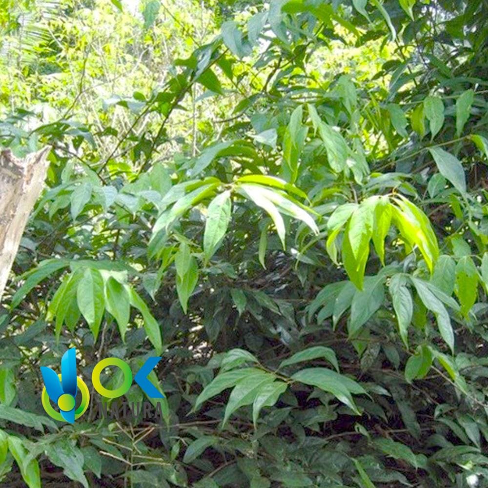 HUAMBISA - Chagropanga POWDER / 200gr bei 1kg - (Diplopterys Cabrerana) 100% rein natürlich und biologisch