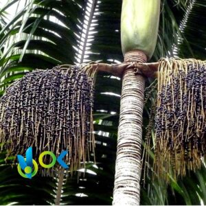 Huasai Polvo / 200Gr A 2Kg - (Euterpe Oleracea) - Hierbas En Polvo 100% Raíz Natural - Imagen 2