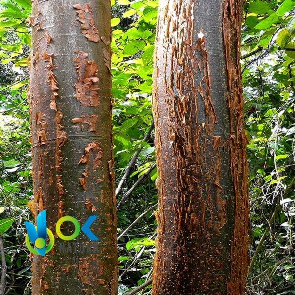 HUAYRACASPI POWDER / 200gr at 2kg - (Cedrelinga Catenaeformis) - 100%天然草本植物茎粉 1 Huayracaspi Powder / 200Gr At 2Kg - (Cedrelinga Catenaeformis) - 100%天然草本植物茎粉