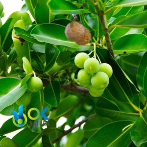 HUIRA CASPI PASTE / 10gr à 1kg / - (Tapirira Guianensis) 100% pur extrait en pâte