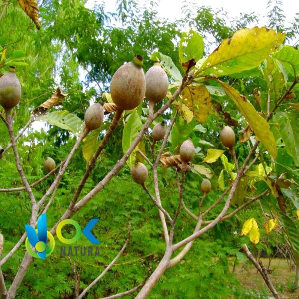 Polvere Di Huito / 200Gr A 2Kg - (Genipa Americana) - Erbe In Polvere 100% Frutta Naturale