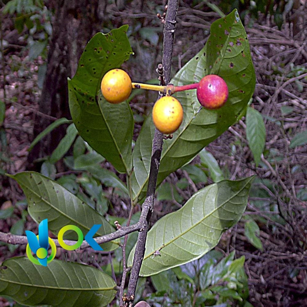 ICOJA PASTE / 10gr at 1kg / (Unonopsis floribunda) 100%纯膏状提取物