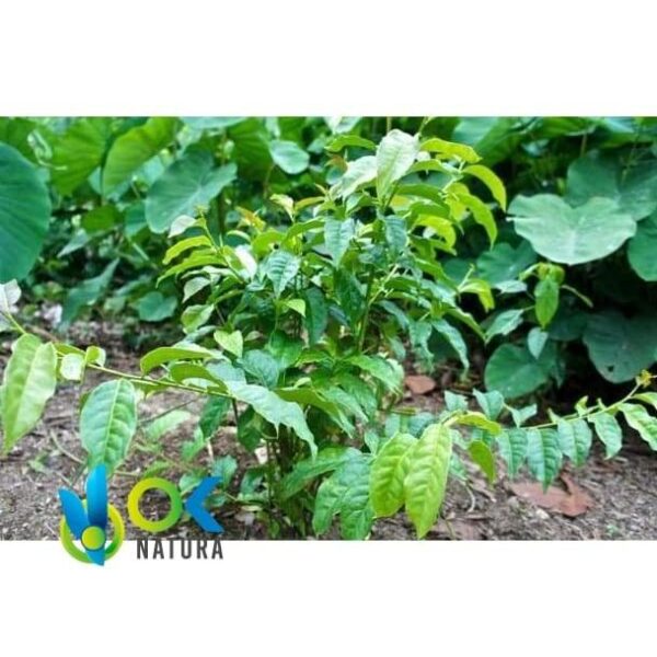 Ilex Guayusa Paste / 10Gr At 1Kg - Powerful Energy Drink - 100% Pure Paste Extract