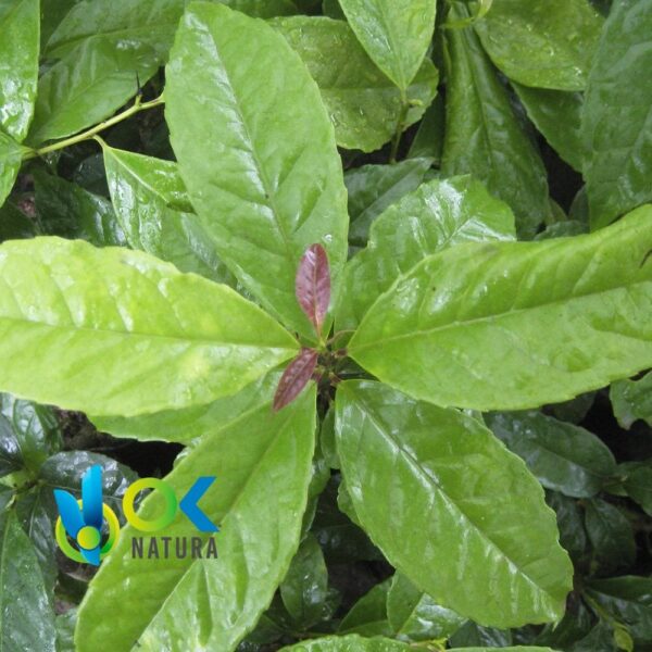 Ilex Guayusa Paste / 10Gr At 1Kg - Powerful Energy Drink - 100% Pure Paste Extract