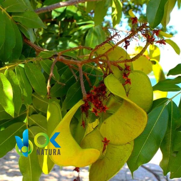 IPURURO EM PÓ / 200gr a 2kg - (Alchornea Castaneifolia) - Ervas em Pó 100% Natural FOLHAS 1 Ipururo Em Pó / 200Gr A 2Kg - (Alchornea Castaneifolia) - Ervas Em Pó 100% Natural Folhas