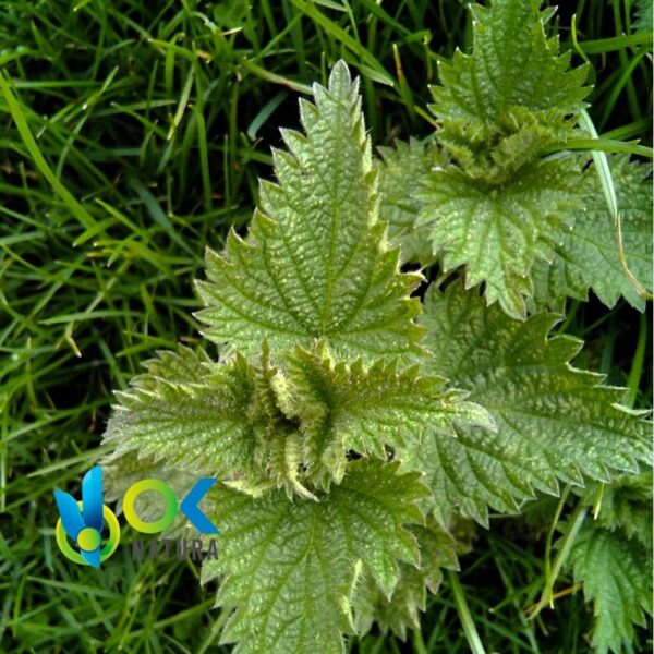 Ishanga Polvo / 200Gr A 2Kg - (Laportea Aestuans) - Hierbas En Polvo 100% Natural Planta Entera