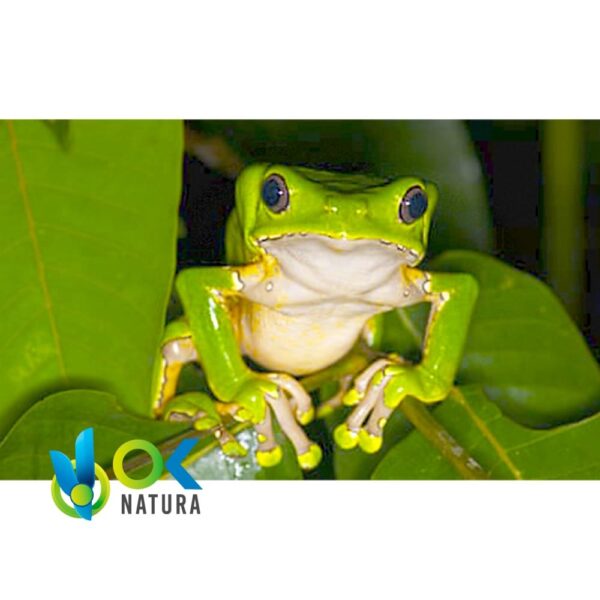 Kambo - Excrétion / Bâton - Une Face (Phyllomedusa Bicolor) - Tribu Matzes