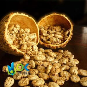 GRAINES DE MACAMBO ENTIERES / 50gr à 1kg - (Theobroma Bicolor) - Graines 100 % naturelles