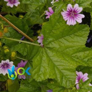 MALVA PASTE / 10gr à 1kg / - (Malva Sylvestris) 100% pur extrait en pâte
