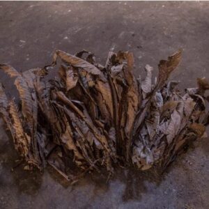 CETICO ASH / 1kg - (Cecropia membranacea) 100% Hoja Ecológica 3 Cetico Ash / 1Kg - (Cecropia Membranacea) 100% Hoja Ecológica - Imagen 2