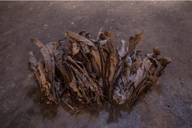 Cetico Ash / 1Kg - (Cecropia Membranacea) 100% Bio-Blätter