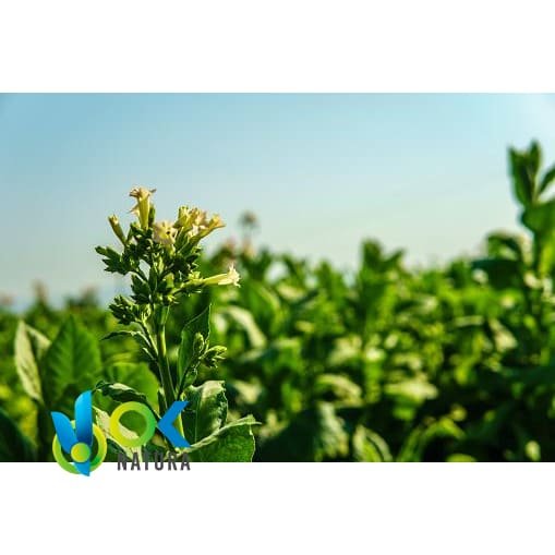 Mapacho Big Mazo (Nicotiana Rustic) 新鲜切卷