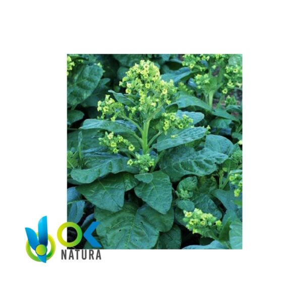 MAPACHO POWDER / 200gr at 1kg - (Nicotiana Rustica) Ground leaf for Rapé base 1 Mapacho Pure (Nicotiana Rustic) Mint - Vanilla - Cacao - Toe - Honey - Various Flavours