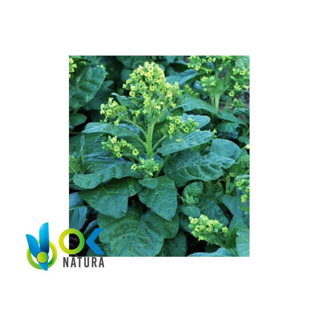 MAPACHO PURE (Nicotiana Rustic) Minze - Vanille - Kakao - Zehen - Honig - Verschiedene Geschmacksrichtungen