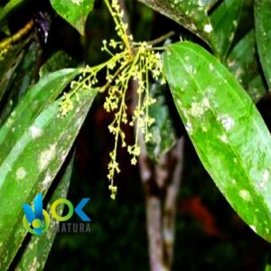 Motelo Sanango Powder / 200Gr Bei 2Kg - ( Abuta Grandifolia) - Kräuter Pulverisiert 100% Natürliche Wurzel – Bild 2