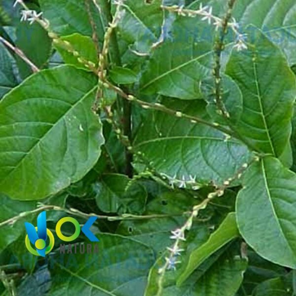 MUCURA PASTE / 10gr at 1kg / - (Petiveria) 100% Pure Paste Extract 1 Mucura Paste / 10Gr At 1Kg / - (Petiveria) 100% Pure Paste Extract