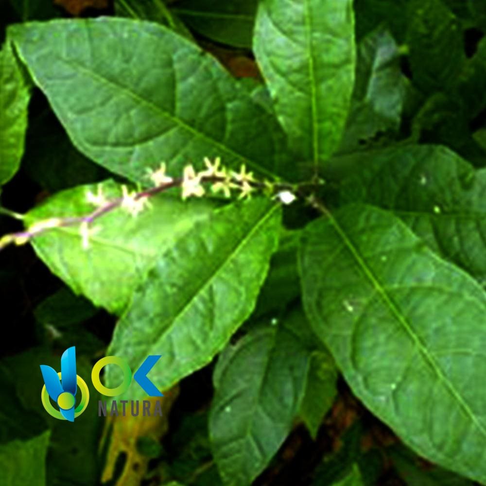 Mucura Powder / 200Gr At 2Kg - (Petiveria) - Herbs Powdered 100% Natural Leaves