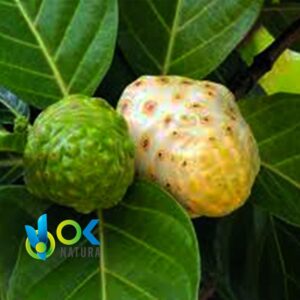NONI PASTE / 10gr à 1kg / - (Morinda Citrifolia) Extrait en pâte 100% pur
