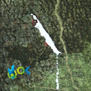 Olio essenziale di OJÉ * HOJÉ - (Ficus Insipida) / 100% puro non diluito