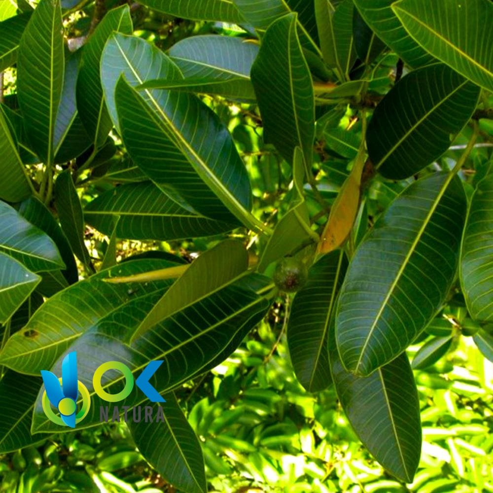 Ojé Powder / 200Gr At 2Kg - (Ficus Insipida) - Herbs Powdered 100% Natural Leaves