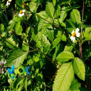 PACUNGA EN POUDRE / 200gr à 2kg - (Bidens Pilosa) - Herbes en poudre 100% naturelles Feuilles et écorces