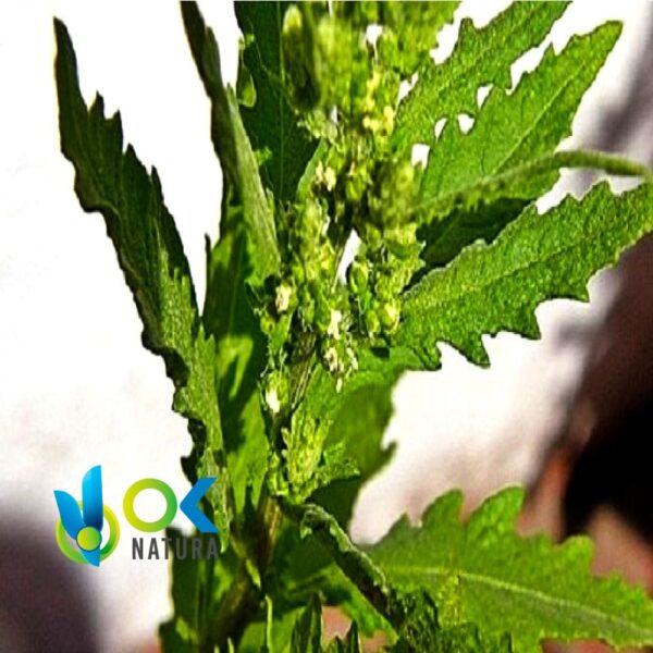 PAICO POWDER / 200gr at 2kg - (Dysphania Ambrosioides) - 100%天然全株草药粉末 1 Paico Powder / 200Gr At 2Kg - (Dysphania Ambrosioides) - 100%天然全株草药粉末