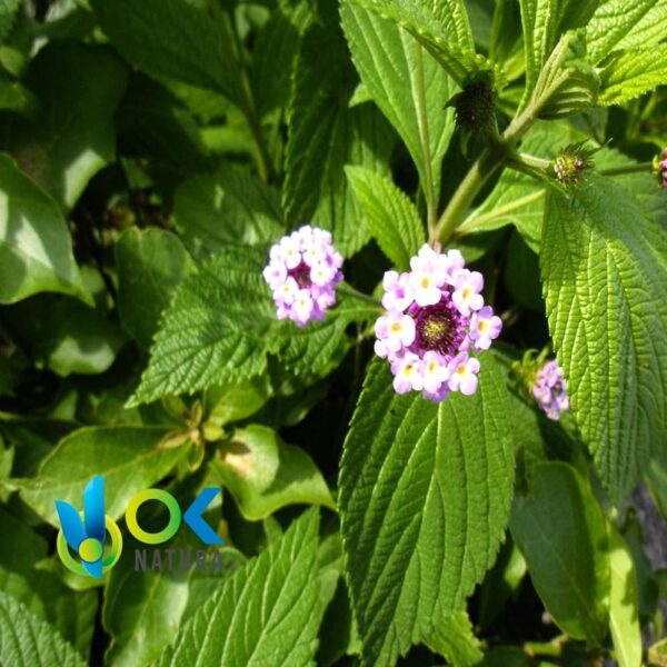 PAMPA OREGANO POWDER / 200gr at 2kg - (Lippia Alba) - 100%天然草本植物叶粉 1 Pampa Oregano Powder / 200Gr At 2Kg - (Lippia Alba) - 100%天然草本植物叶粉