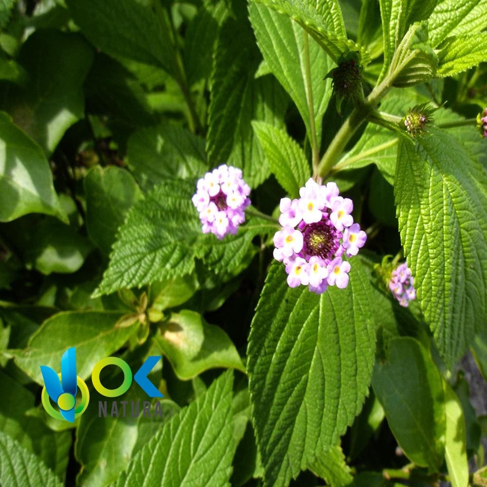 Pampa Oregano Powder / 200Gr At 2Kg - (Lippia Alba) - Herbs Powdered 100% Natural Leaves