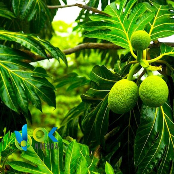 PAN DE ARBOL POWDER / 200gr at 2kg - (Artocarpus Altilis) - 100%天然草本植物叶粉 1 Pan De Arbol Powder / 200Gr At 2Kg - (Artocarpus Altilis) - 100%天然草本植物叶粉