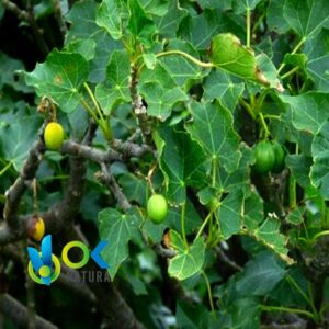 PIÑON BLANCO POWDER / 200gr at 2kg - (Jatropha Curcas) - Herbs Powdered 100% Natural LEAVES and BARK
