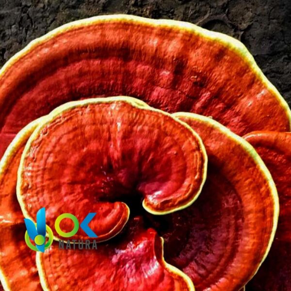 Reishi Powder / 200Gr Bei 2Kg - (Ganoderma Lingzhi) - Kräuterpulver 100% Natürlicher Muschelwurzel